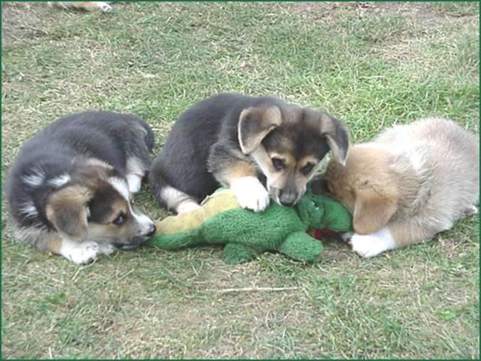 Plusieurs chiens en train de dévorer un alligator.