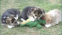 Chiens vs Alligator
