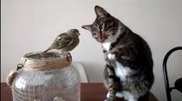 Un chat fait de son mieux pour caresser un oiseau