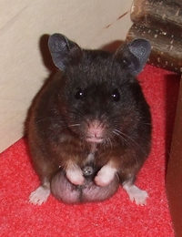 Recherche urgemment une madame souris