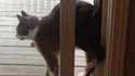 Quand Mylo cherche à impressionner. 