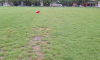 Un chien, une balle et une acrobatie
