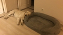 La couchette du chien