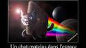 Nyan cat en vrai
