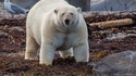 Ours dodu et goéland