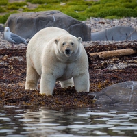 Ours dodu et goéland