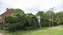 Haie dragon