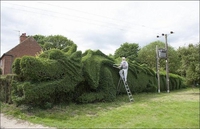 Haie dragon