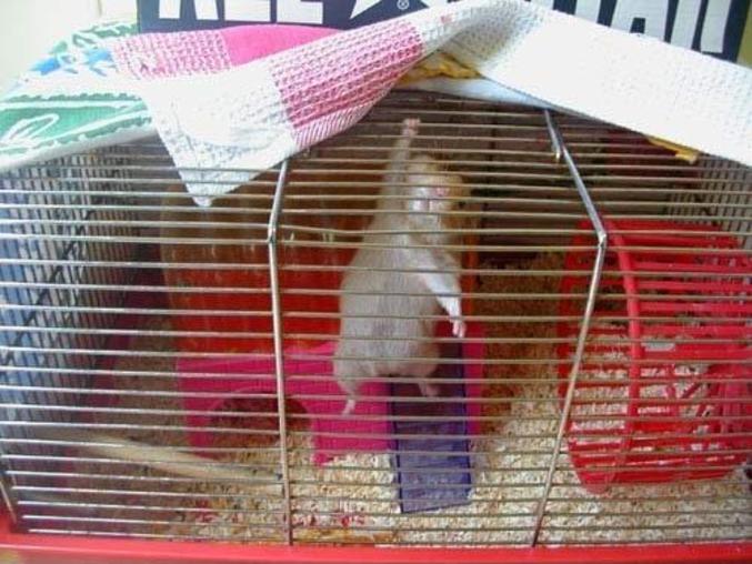 Un hamster fait du sport pour se maintenir en forme