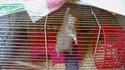 Un hamster sportif