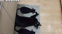 Cache-cache le chat
