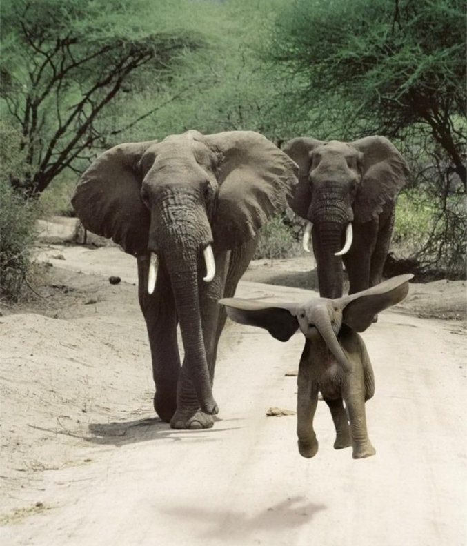 Un éléphant volant, c'est pas très courant.