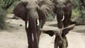 Dumbo IRL
