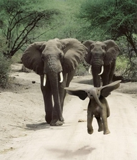 Dumbo IRL