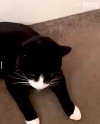 Un chat rapporte de quoi nourrir ses maîtres