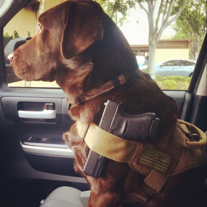 Un chien militarisé