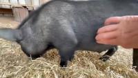Comment désactiver un cochon