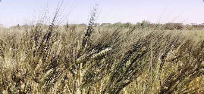 L’ICARDA Maroc développe une variété de blé résistante à la chaleur.

Une équipe de recherche d’ICARDA Maroc développe des variétés de blé dur tolérantes aux très fortes chaleurs du bassin du fleuve Sénégal.

Une avancée scientifique notable, qui ouvre la voie à de nouvelles possibilités pour les régions souffrant de hautes températures.

L’idée inspirante d’une équipe de chercheurs de l’ICARDA (Centre International pour la Recherche Agricole dans les Régions Arides), menée par le Dr Filippo M Bassi (ICARDA, Maroc) et le Professeur Rodomiro Ortiz (SLU, Alnarp, Suède), en collaboration avec le CNRADA (Mauritanie), l’ISRA (Sénégal) et l’Université Mohammed V (Maroc), a permis de cultiver du blé dur dans des conditions d’extrême chaleur dans le bassin du fleuve Sénégal, une région le cultivant très peu ou pas du tout. Une découverte qui ouvre la voie à de nouvelles possibilités pour les régions affectées par la hausse des températures et la diminution des rendements agricoles.

Le projet de recherche, financé par le Conseil Suédois de la Recherche Scientifique, a employé des techniques de sélections moléculaires Non Génétiquement Modifiées (non OGM), pour développer un ensemble de variétés de blé dur tolérantes à de très hautes températures d’une moyenne de 35 à 40 degrés, le long du bassin du fleuve Sénégal, en Mauritanie et au Sénégal. Dans cette région, les agriculteurs cultivent du riz pendant 8 mois de l’année, mais la terre reste inutilisée pendant les 4 autres mois. L’objectif était donc d’arriver à développer des variétés de blé dur leur permettant de ne pas renoncer au riz.

Les graines découvertes par l’équipe de recherche de l’ICARDA poussent extrêmement vite, en seulement 92 jours et permettent donc aux agriculteurs de cultiver du blé entre les 2 saisons du riz. Plus encore, les graines de blé récoltées étant de qualité supérieure, si développée à grande échelle cette découverte pourrait assurer 600 000 tonnes de nourriture nouvelle ou 180 millions d’euros de revenu supplémentaire pour les petits agriculteurs de la région.

Grâce à la politique de libre partage des variétés pratiquée par l’ICARDA avec les pays en voie de développement, cette découverte présente un grand potentiel d’adaptation à d’autres pays. Aussi, à travers un partenariat avec l’INRA, qui met à disposition d’ICARDA ses stations expérimentales, l’équipe de recherche a pu tester ces variétés de blé dur dans les conditions de haute chaleur des mois d’été à Séfrou, et durant toute l’année à Marrakech et Safi. Ainsi que dans la région d’Agadir, qui a permis de noter l’adaptabilité et le bon rendement de ces nouvelles graines sur des sols plus sableux. Face au défit du changement climatique, impliquant l’augmentation des températures, cela offre une solution prometteuse pour l’Afrique de l’Ouest, mais aussi le Maroc et ses zones sahariennes.

Cette avancée prometteuse a surtout éveillé le grand intérêt des gouvernements et des organismes officiels au Sénégal et en Mauritanie, deux pays qui ont décidé d’offrir toutes les ressources nécessaires pour le développement de la culture du blé, en mettant en place des comités nationaux et des partenariats avec les organismes de recherches, tels qu’ICARDA. L’Afrique de l’Ouest et du Nord sont de grands consommateurs de blé dur, mais importent plus de la moitié des graines qu’ils utilisent. L’application des résultats de la recherche d’ICARDA permettrait dans le futur, l’essor d’un marché africain dans l’idée d’une coopération sud-sud au niveau de la semoule de blé dur.

Par ailleurs, cette découverte a été récompensée par le Prix pour l’Innovation dans la Sécurité Alimentaire lors du Barilla Forum pour l’Alimentation et la Nutrition à Milan en décembre 2017.

Le Dr Bassi a commenté : « Lorsque nous avons eu cette idée il y a 5 ans, les gens ont pensé que nous étions un peu fous. Nous sommes donc ravis de voir notre projet d’introduire du blé dur dans cette région porter ses fruits et être reconnu. J’aimerais remercier particulièrement nos partenaires pour leur soutien : l’U-Forsk2013 et la SLU Sweden (Suède), le CNRADA (Mauritanie), l’ISRA (Sénégal) et l’Université Mohammed V (Maroc). En collaborant étroitement avec les agriculteurs, nous avons gagné leur confiance. Ils sont en effet conscients des avantages qu’offre cette variété qui peut être facilement cultivée moyennant un investissement minimum. Maintenant, nous devons agir pour la mettre sur le marché. La route est encore longue, et nous avons besoin à présent de mettre en place des partenariats avec les acteurs gouvernementaux, de développement et les industries nord-africaines et de la région ».

A Propos d’ICARDA

Le Centre International pour la Recherche Agricole dans les Régions Arides (ICARDA) est une organisation mondiale de recherche pour le développement. Depuis sa création en 1977 en tant qu’ Organisation à but non lucratif, ICARDA a développé des projets de recherche pour le développement dans plus de 50 pays dans le monde dans les régions arides, du Maroc en Afrique du Nord au Bangladesh en Asie du Sud. Sa mission est de fournir des solutions scientifiques innovantes pour améliorer la subsistance des personnes avec peu de ressources dans les régions arides. L’objectif d’ICARDA est d’aider à éradiquer la pauvreté et à augmenter de façon optimale la sécurité alimentaire et de l’eau à travers la gestion durable des ressources naturelles, face aux changements climatiques. Mettre en place des partenariats avec les pays, à travers son Système National de Recherche et de Conseil Agricole (NASR), est la pierre angulaire de ses initiatives de recherche pour le développement. Cette stratégie de partenariat encourage les scientifiques d’ICARDA à travailler étroitement avec les institutions de recherche locales et les universités et à prendre en considération les politiques nationales. Avec la politique de décentralisation des centres de recherche d’ICARDA en 2012, les programmes de partenariats, 7 régionaux et 4 à des niveaux nationaux, couvrent environ 50 pays en Afrique et en Asie.

Source : Agrimaroc.ma