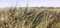 Jabal un croisement d’une variété de blé ancienne non ogm et résistante à la sécheresse.