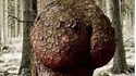 La Nature est sexy