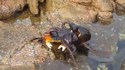 Un poulpe sort de l'eau pour chopper un crabe