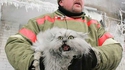 Un pompier sauve un chat
