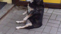 L'attente du chien