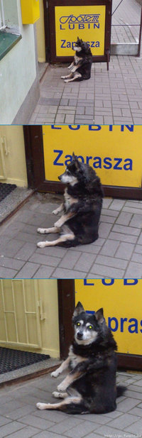 L'attente du chien