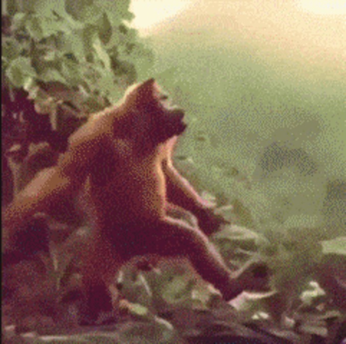 Le twerking...