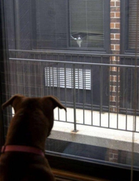 Ce connard de voisin