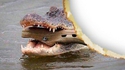 Croc³