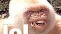 LOL Gorilla