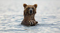 Maman ours et son petit