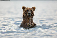 Maman ours et son petit