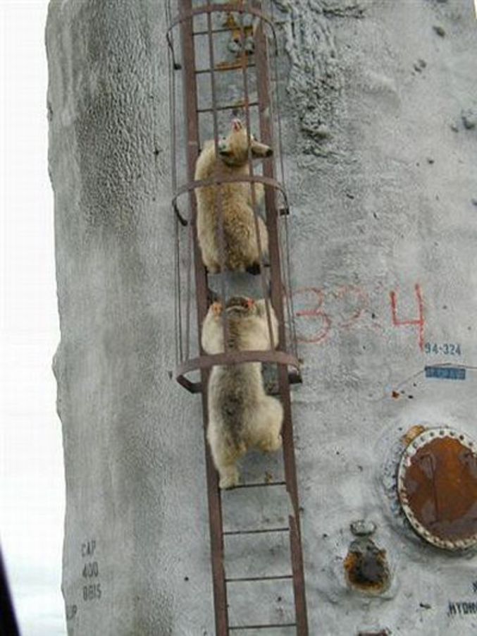 Deux ours grimpent à l'échelle.
