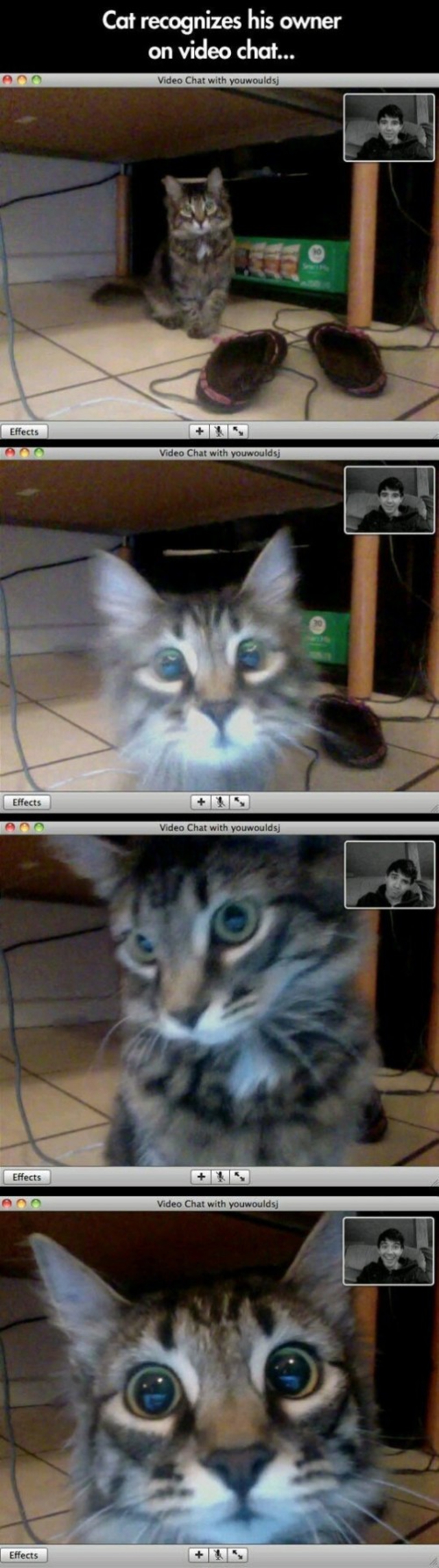 Un chat reconnaît son maître sur un chat vidéo.