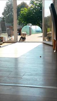 La porte invisible du chien