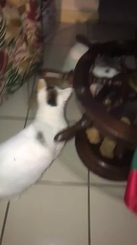 Mais où est la souris ?