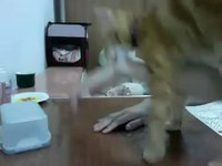 Le chat et l'esclave