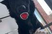 Un chien qui a du goût