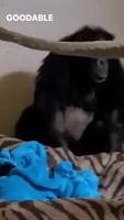 Après avoir mis bas , on a du retirer son petit à cette chimpanzé pour cause de complications 