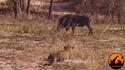 Leçon de chasse : l'approche furtive