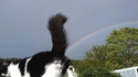 lolcat IRL