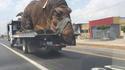 Conditions de transport des animaux