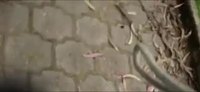 Escaliers à vélo