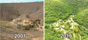 Reforestation