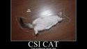 CSI cat