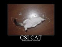 CSI cat