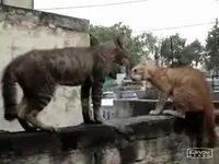 Deux chats sur un mur