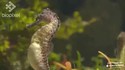 Naissance d'hippocampes 